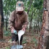 Thu hoạch mủ cao su. (Nguồn: TTXVN)