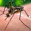 Virus Zika chủ yếu lây nhiễm qua vết đốt của muỗi Aedes. (Nguồn: indianexpress.com)