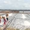 Diêm dân mong mỏi các ngành chức năng tìm giải pháp hỗ trợ, tạo động lực để diêm dân tiếp tục duy trì và phát triển làng nghề truyền thống. (Ảnh: TTXVN phát)