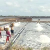 Diêm dân mong mỏi các ngành chức năng tìm giải pháp hỗ trợ, tạo động lực để diêm dân tiếp tục duy trì và phát triển làng nghề truyền thống. (Ảnh: TTXVN phát)