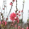 Hoa đào ngày Tết. (Nguồn: TTXVN)