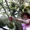 Thu hoạch quả sầu riêng. (Ảnh Đình Huệ/TTXVN)