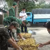 Lực lượng chức năng bắt giữ và xử lý buôn lậu gia cầm giống từ Trung Quốc vào Việt Nam. (Ảnh: Vietnam+)