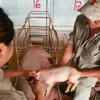Số lượng vaccine dịch tả lợn châu Phi đã sản xuất và đang bảo quản tại kho của các công ty là trên 2 triệu liều.(Ảnh: PV/Vietnam+)