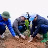 Hưởng ứng Tết trồng cây tại huyện Văn Chấn, tỉnh Yên Bái. (Ảnh: Tuấn Anh/TTXVN)