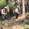 Lực lượng kiểm lâm dọn đường băng cản lửa phòng chống cháy rừng. (Ảnh minh họa: Công Tường/TTXVN)