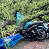 Cây xanh bật gốc đè lên một số xe máy sau cơn mưa trên đường Nguyễn Du, quận 1. (Ảnh: TTXVN phát)