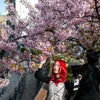 Người dân chiêm ngưỡng vẻ đẹp hoa anh đào tại Tokyo, Nhật Bản, ngày 11/3. (Ảnh: AFP/TTXVN)