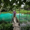 Người dân xã Phước Chỉ, thị xã Trảng Bàng, tỉnh Tây Ninh nuôi cá ven sông Vàm Cỏ Đông trắng tay vì nguồn nước ô nhiễm. (Ảnh: Giang Phương/TTXVN)