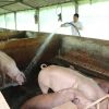 Một cơ sở chăn nuôi lợn. (Nguồn: TTXVN)