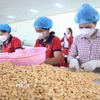 Chế biến hạt điều. (Nguồn: TTXVN)