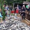 Gần 11 tấn cá tầm bị thiệt hại của Hợp tác xã cá nước lạnh Hoàng Liên tại bản Chu Va 12, xã Sơn Bình, huyện Tam Đường, tỉnh Lai Châu. (Ảnh: TTXVN phát)