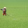 Chăm sóc ruộng lúa. (Nguồn: TTXVN)