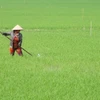 Chăm sóc ruộng lúa. (Nguồn: TTXVN)