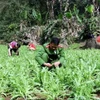 Diện tích cây thuốc phiện trồng trái phép bị Công an tỉnh Lạng Sơn phát hiện, phá nhổ để tiêu hủy. (Ảnh: TTXVN phát)