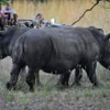 Tê giác trắng tại Limpopo, Nam Phi. (Ảnh: AFP/TTXVN)