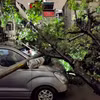 Cây, cột đèn đổ vào ôtô do bão số 3. (Ảnh: Thanh Tùng/TTXVN)