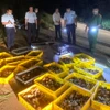Lực lượng chức năng tỉnh Lạng Sơn thu giữ số lượng lớn gia cầm giống nhập lậu. (Ảnh: TTXVN phát)
