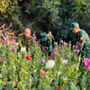 Lực lượng chức năng tiến hành phá nhổ toàn bộ cây thuốc phiện được trồng trái phép tại bản Huổi Po, xã Na Cô Sa. (Ảnh: TTXVN phát)