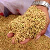 50 hecta lúa đầu tiên của thành phố Cần Thơ tham gia thí điểm Đề án Phát triển 1 triệu hecta chuyên canh lúa chất lượng cao, phát thải thấp gắn với tăng trưởng xanh vùng Đồng bằng sông Cửu Long (gọi tắt là Đề án 1 triệu hecta lúa chất lượng cao) đang bước vào giai đoạn thu hoạch. (Ảnh: Thu Hiền/TTXVN)