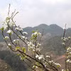 Mùa hoa lê ở vùng cao Mù Cang Chải