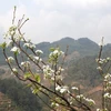 Mùa hoa lê ở vùng cao Mù Cang Chải