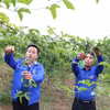 Anh Giàng A Nủ (bên trái) thành công với mô hình trồng chanh leo năm 2023 cho thu nhập gần 150 triệu đồng ở bản Dền Thàng B, xã biên giới Dào San, huyện Phong Thổ, tỉnh Lai Châu. (Ảnh: Nguyễn Oanh/TTXVN)