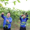 Anh Giàng A Nủ (bên trái) thành công với mô hình trồng chanh leo năm 2023 cho thu nhập gần 150 triệu đồng ở bản Dền Thàng B, xã biên giới Dào San, huyện Phong Thổ, tỉnh Lai Châu. (Ảnh: Nguyễn Oanh/TTXVN)