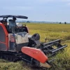 Thu hoạch lúa mùa chính vụ trên cánh đồng. (Ảnh: Hoàng Nhị/TTXVN)