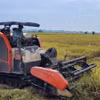 Thu hoạch lúa mùa chính vụ trên cánh đồng. (Ảnh: Hoàng Nhị/TTXVN)