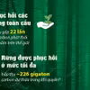Bảo vệ rừng là biện pháp hữu ích giúp giảm khí carbon