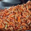 Tôm đất là nguyên liệu để làm tôm khô chủ sống trong môi trường tự nhiên nên chất lượng rất cao. (Ảnh: Huỳnh Anh/TTXVN)