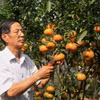 Ông Hà Thanh Hồng ở xã Vĩnh Thới, huyện Lai Vung, chăm sóc quýt hồng chuẩn bị phục vụ thị trường Tết. (Ảnh: Nhựt An/TTXVN)