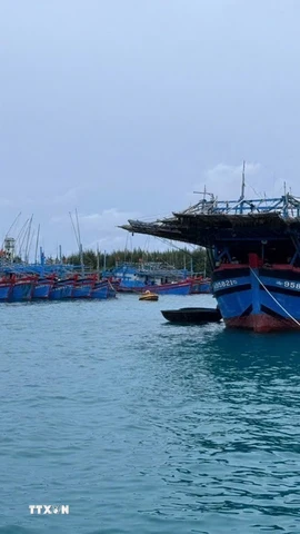 (Ảnh minh họa: TTXVN phát)