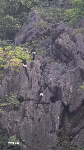 Các cá thể Voọc mông trắng đang sinh sống tại Khu bảo tồn thiên nhiên đất ngập nước Vân Long, tỉnh Ninh Bình. (Ảnh: Thùy Dung/TTXVN)