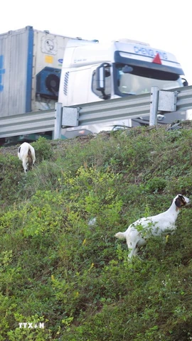 Không ít tài xế đã phải bật tín hiệu cảnh báo để giảm vận tốc, bóp còi inh ỏi khi nhận thấy đàn dê di chuyển sát mép đường cao tốc. (Ảnh: Xuân Tiến/TTXVN)