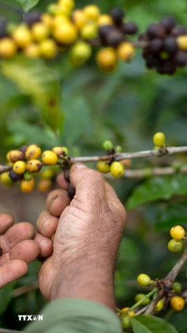 Nông dân thu hoạch hạt càphê tại một nông trại ở Forquilha do Rio, Espirito Santo, Brazil. (Ảnh: AFP/ TTXVN)