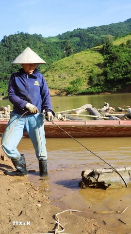 Người vớt gỗ tháo rời thân cây gỗ lớn ra khỏi mảng kết, cột dây cáp vào một đầu và điều chỉnh thân gỗ theo hướng kéo của máy tời đặt trên cao. (Ảnh: Xuân Tiến/TTXVN)