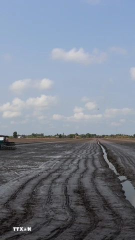 Ngành nông nghiệp vận động nông dân chỉ xuống giống khi đảm bảo nguồn nước tưới nội đồng. (Ảnh: Thu Hiền/TTXVN)