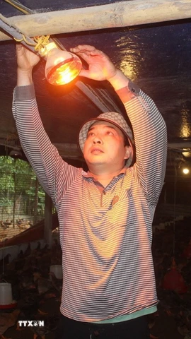 Người dân thắp đèn, phòng chống rét cho đàn gà. (Ảnh: Nguyễn Nam/TTXVN)