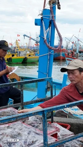 Giám sát thủy sản đánh bắt tại Cảng cá Quy Nhơn. (Ảnh: Đình Quân/TTXVN)
