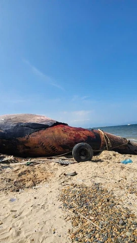 Cá voi ở vùng biển xã Liên Hương. (Nguồn: Báo Lâm Đồng)