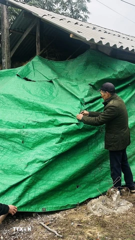 Người dân xã biên giới Thanh Đức (Hà Giang) che chắn chuồng trại cho đàn gia súc trong mùa rét. (Ảnh: Đức Thọ/TTXVN)