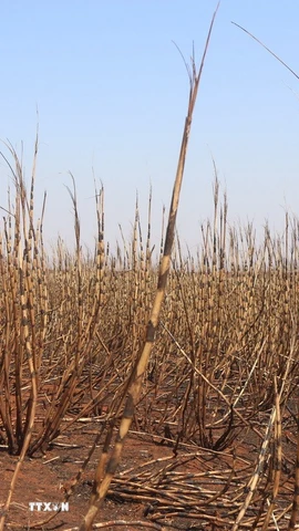 Cánh đồng mía. (Ảnh: THX/TTXVN)