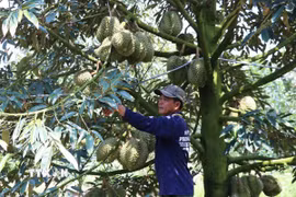 Ông Nguyễn Văn Tuấn, xã Mỹ Tân, huyện Cái Bè chăm sóc vườn sầu riêng Mongthong. (Ảnh: Hữu Chí/TTXVN)