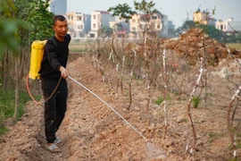 Người dân xã Minh Tân chăm sóc vườn đào. (Ảnh: Vũ Quang/TTXVN)