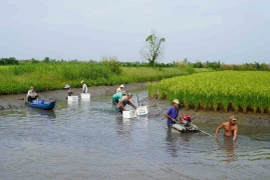 Mô hình lúa-tôm ở huyện An Minh, tỉnh Kiên Giang, là mô hình thích ứng với biến đổi khí hậu của tỉnh. (Ảnh: Văn Sĩ/TTXVN)