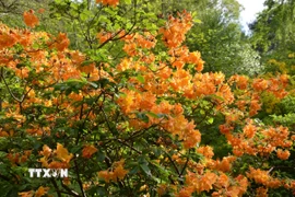 Chiêm ngưỡng vườn đỗ quyên trong Công viên hoàng gia Richmond tại Anh