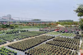 Không gian bên trong 1 nhà vườn tại làng hoa, cây cảnh Tích Giang.