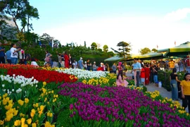 Vườn tulip hoa rực rỡ sắc màu trên núi Bà Đen thu hút đông đảo du khách đến tham quan, chụp ảnh và tận hưởng không khí trong lành. (Ảnh: Minh Phú/TTXVN)